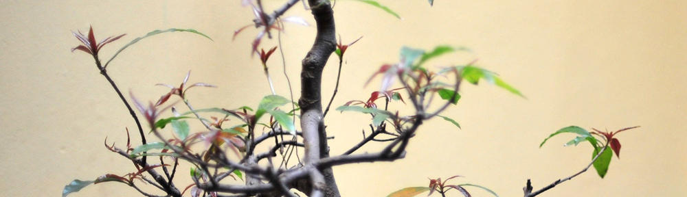 blogue.lusofonias.net